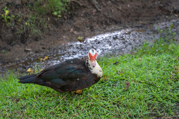 Muscovy duck (Cairina moschata) has red face, showing eyes as they walk and relax on the green grass and rock floor.