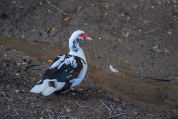 Muscovy duck (Cairina moschata) has red face, showing eyes as they walk and relax on the green grass and rock floor.