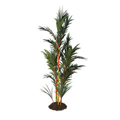 Front view tree (Adolescent Red Palm tree 1 ) png