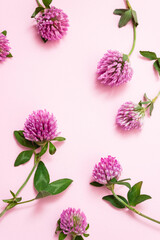 Flowers of Trifolium pratense on pink background. Red clover for treatment symptoms of menopause. Ingredient for food supplements. Herbal stories templates, copy space.