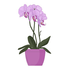 Naklejka na ściany i meble Blooming lilac orchids in a lilac pot on a white background. Vector illustration for design