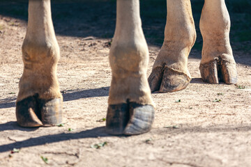 Giraffe hooves