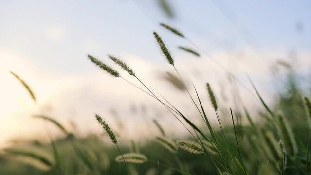 grass in the wind