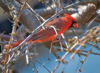 cardinal on a branch