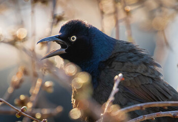 raven on a branch