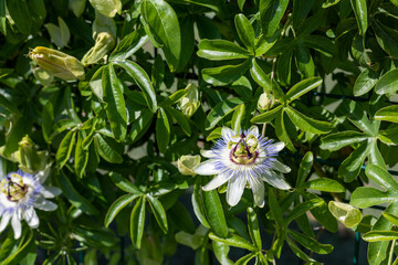 Gardening, landscaping. Flowers of Passiflora Passiflora caerulea . Beautiful passion fruit flowers or Passiflora Passiflora decorates metal fence.