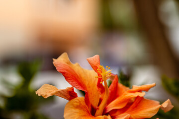 Hibiscus rosa-sinensis pertenece a la familia Malvaceae.