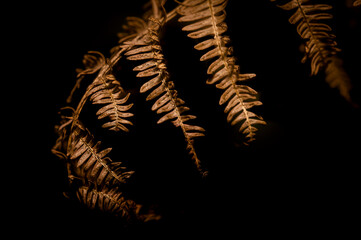 Autumn fern leaves in the forest