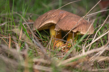 Mushrooms in the forest 