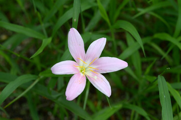 ゼフィランテス