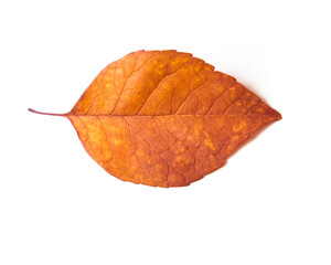 Autumn mood, single orange dry fall leaf. Flat top view white background. Seasonal foliage.