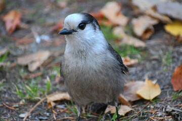 Canada Jay close up