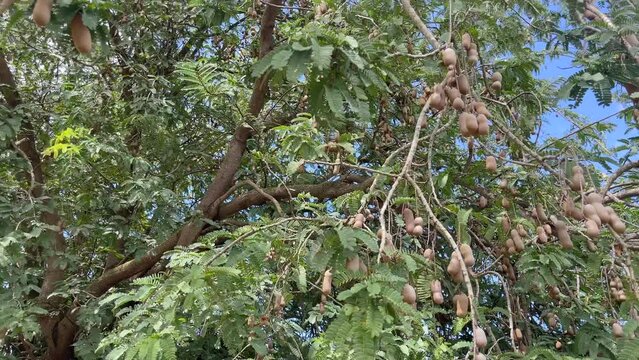 Clusters of brown tamarind fruit pods hanging from branches waving in the wind in Tahiti