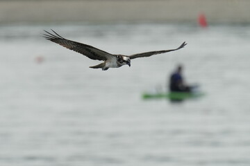 osprey is hunting a fish in a seashore