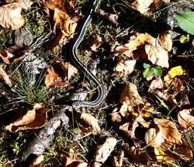 Gardner snake in grass