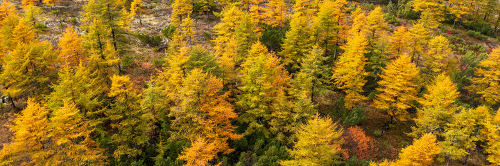 Fototapeta premium Aerial view of an autumn larch forest on a mountain slope. Top view of larch trees with yellow crowns. Beautiful northern nature. Autumn season. Natural background is great for design. Wide panorama.
