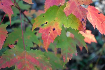 red maple leaves