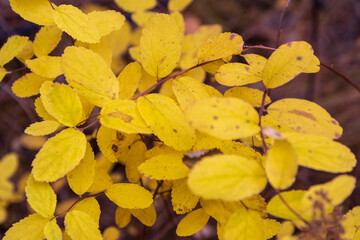 Yellow autumn leaves of plants. Colorful foliage close-up. Fall season. Beautiful natural autumn background. Shallow depth of field and blurry background. Perfect for design.