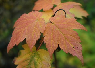 red maple leaf