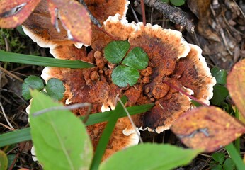 mushrooms in the forest