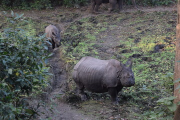 Wild Rhinos in Nepal 