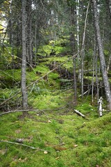 footpath in the woods