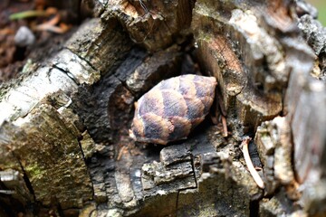 close up of a pinecone