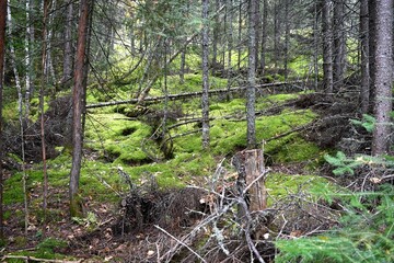 Mossy forest floor