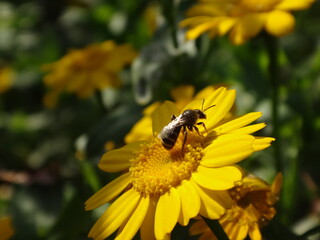 Small furrow bee (Lasioglossum sp.) sitting on a bright yellow corn marigold flower
