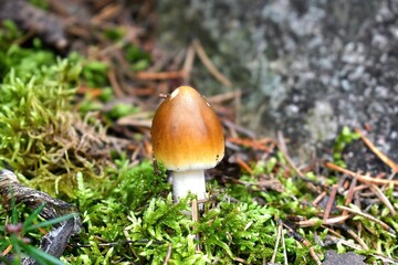 mushroom in moss