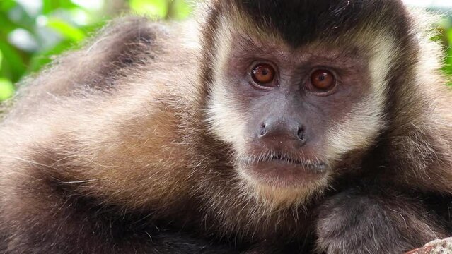 Closeup of capuchin monkey looking.