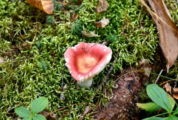 Red mushroom in the forest