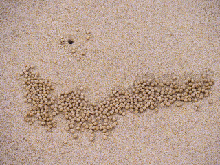 Crab Hole