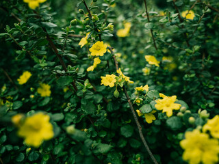 yellow flowers in the garden
