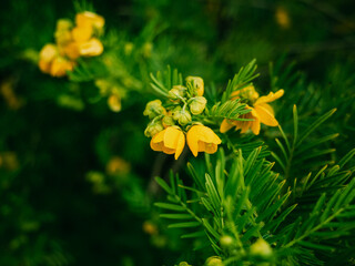 Fototapeta premium yellow flowers