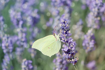 Beautiful butterfly in lavender field on sunny day, closeup