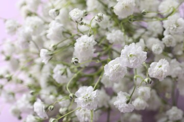 Beautiful gypsophila flowers on violet background, closeup view