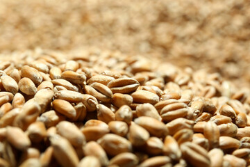 Many wheat grains as background, closeup view