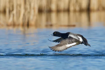 Foto op Plexiglas Greater Scaup, a.k.a. "Bluebill" - a male in full breeding plumage flying over the water's surface in a midwestern prairie wetland © tomreichner