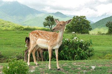 Naklejka premium Beautiful deer on green grass in safari park