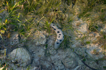 sea cucumbers in the sea