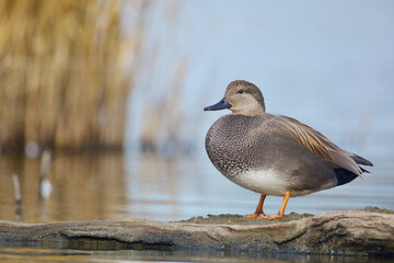 Gadwall, Mareca strepera, close up detailed full body portrait of drake standing on a log in full...
