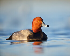 Redhead Duck - drake afloat on blue water, alert pose, full breeding plumage