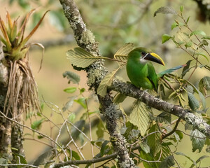 Emerald Toucanet, Aulacorhynchus albivitta perched