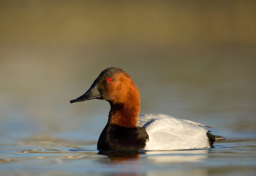 Canvasback drake in full breeding plumage afloat on Chesapeake Bay tributary in beautiful golden hour sunlight