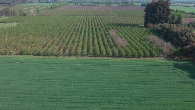 plantaci&oacute;n de cerezos