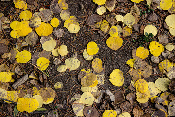 autumn leaves background