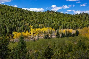 Autumn Colors in the Forest