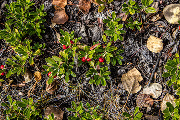 Foliage in the Forest