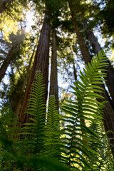 Ferns in beneath redwood canopy in Redwood State Park